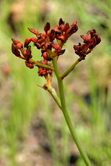Haemodorum coccineum