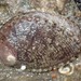 Green Abalone - Photo (c) Brenna Green, some rights reserved (CC BY-NC-ND), uploaded by Brenna Green