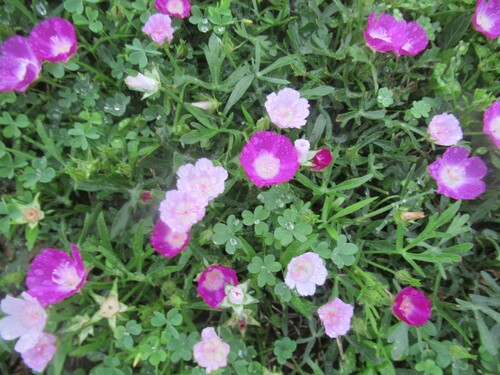 Callirhoe involucrata