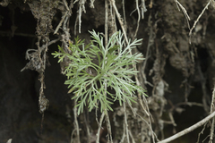Artemisia schmidtiana