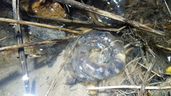 Hynobius quelpaertensis