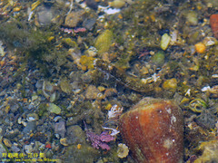 Entomacrodus striatus