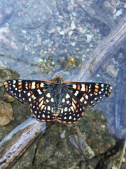 Euphydryas chalcedona hennei