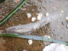 Enchiridium punctatum