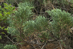 Juniperus chinensis sargentii