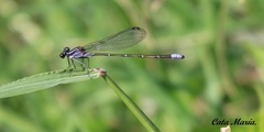 Argia frequentula