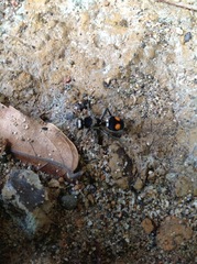 Traumatomutilla incerta