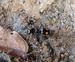 Traumatomutilla incerta