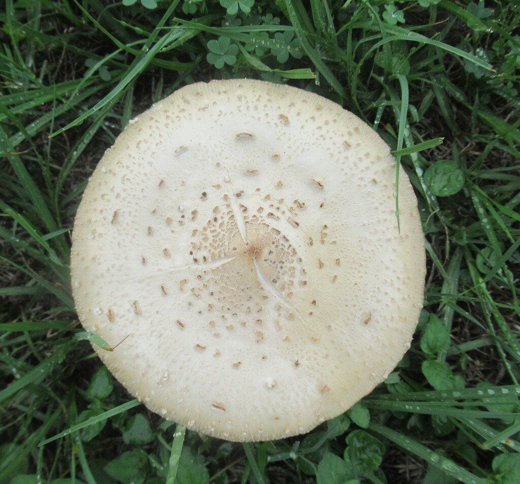 Chlorophyllum molybdites · April 2026 · photo: © connlindajo (iNaturalist, cc-by)