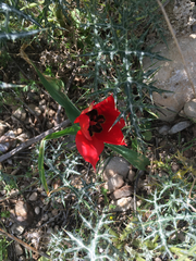 Tulipa agenensis
