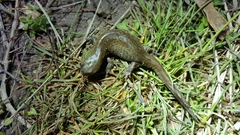 Hynobius quelpaertensis
