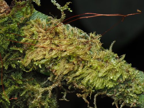 Trachyxiphium