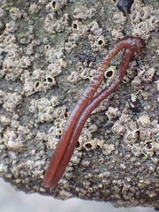 Nemalion elminthoides