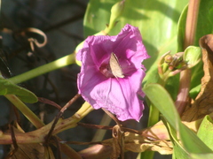 Lerodea eufala eufala