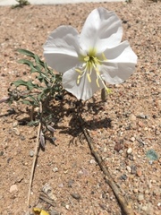 Oenothera albicaulis