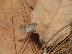 Polites vibex praeceps