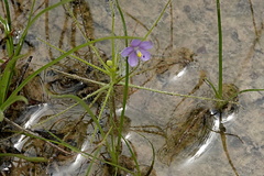 Byblis liniflora