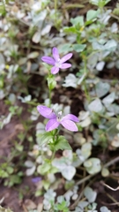 Triodanis biflora