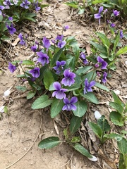 Viola prionantha