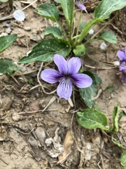 Viola prionantha