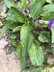 Viola prionantha