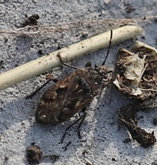 Sphragisticus nebulosus