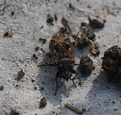 Sphragisticus nebulosus