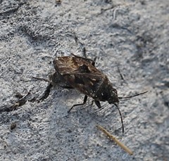 Sphragisticus nebulosus