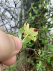 Cornus florida