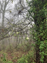 Cornus florida