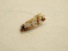 Palimmeces variegata