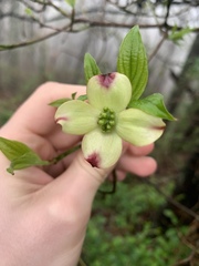Cornus florida