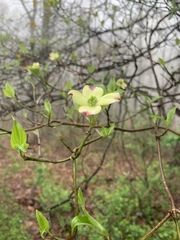Cornus florida