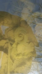 Hynobius quelpaertensis