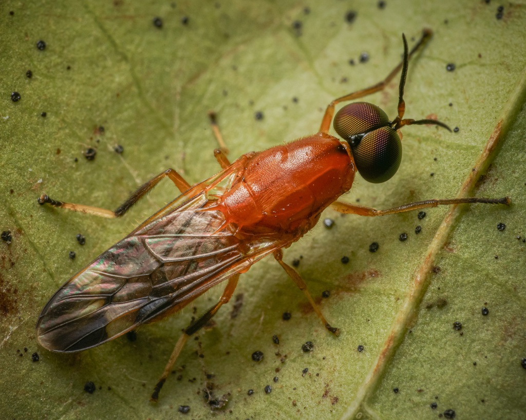 Rosapha