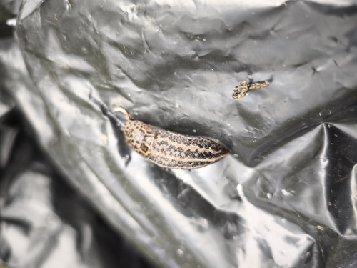 Leopard Slug