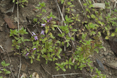 Thymus semiglaber