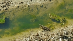 Hynobius quelpaertensis