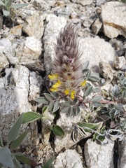 Dalea wrightii