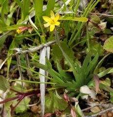 Sisyrinchium cernuum