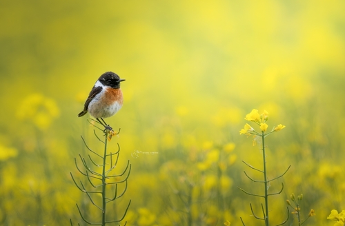 European Stonechat