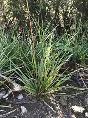 Poa hothamensis