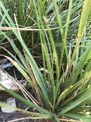 Poa hothamensis