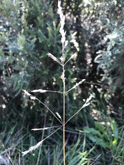 Poa hothamensis