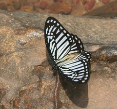 Graphium xenocles