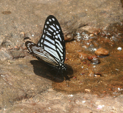 Graphium xenocles