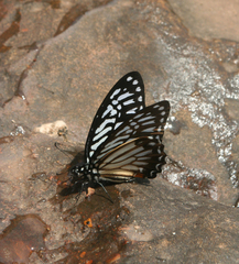 Graphium xenocles