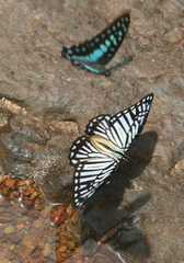 Graphium xenocles