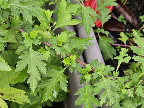 Chrysanthemum indicum iNat (3)