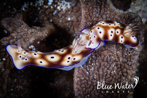 Tryon's Hypselodoris